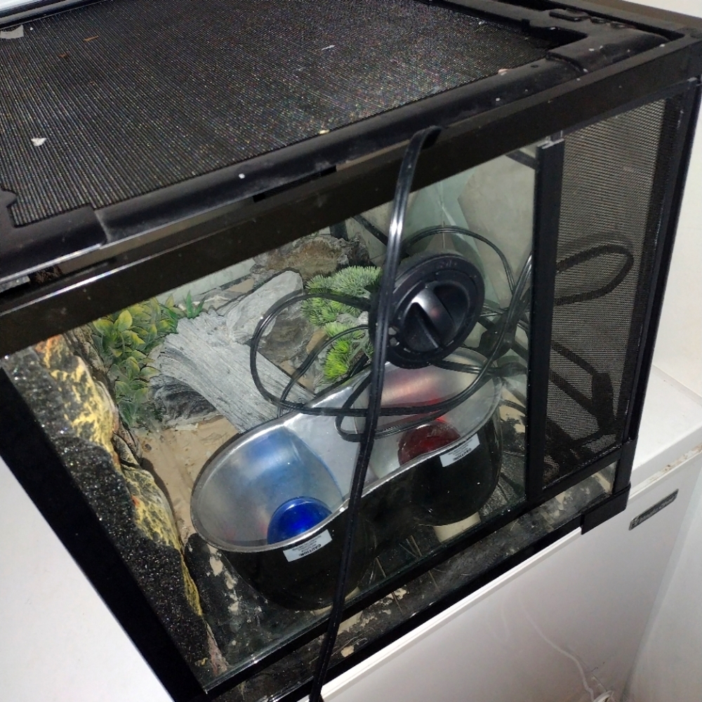 Huge reptile tank with day and night lamps, food bowl, reptile log/tree, heatpad